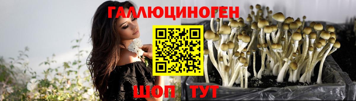 Галлюциногенные грибы Psilocybe Волжск